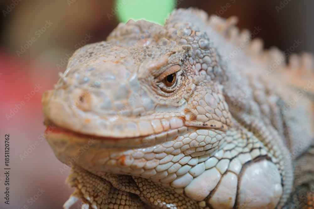 Fototapeta premium Close-up macro shot of an iguana head showing detailed scale patterns and a sharp eye. The reptile exhibits textured skin and characteristic spines against a soft, blurred background.