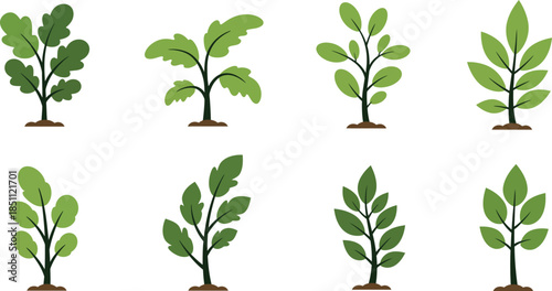 Collection of potted plants