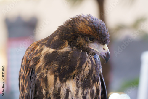 Detailed close up portrait of a majestic Harris hawk with brown and tan feathers, looking downwards. High quality shot of the raptor head, sharp beak, and plumage against a soft blurred background.