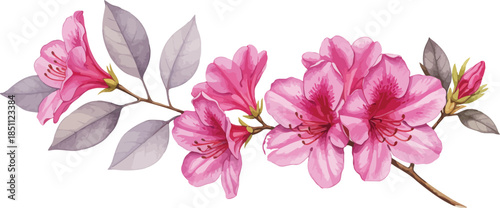 A beautiful macro closeup of a blooming pink magnolia flower with delicate petals isolated on a white background, capturing the spring blossom and natural floral beauty of this garden plant