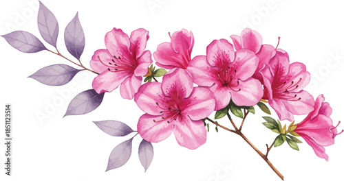 A beautiful macro closeup of a spring bouquet featuring pink roses and blooming flora petals with white cherry blossoms and garden buds isolated 