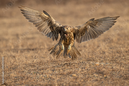 Fotografie red tailed hawk