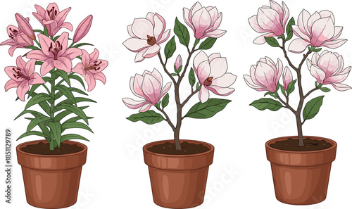 Vector illustration of potted flowering plants with pink blossoms and green leaves for garden, botanical, decorative, and design content.