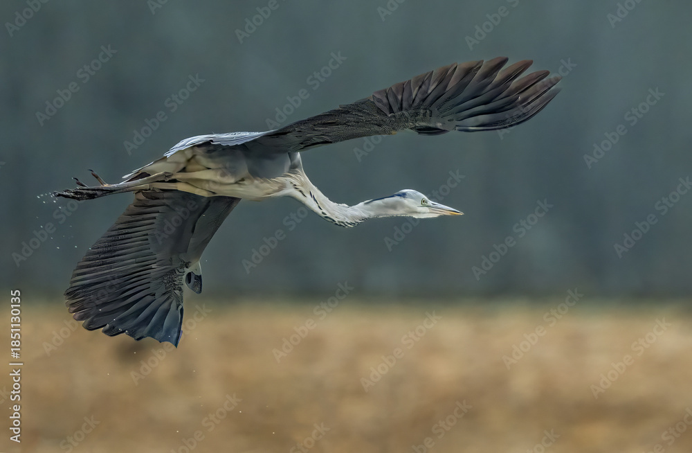 Obraz premium red kite in flight