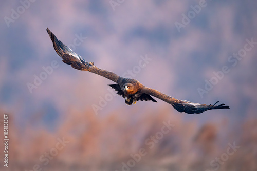 red kite in flight