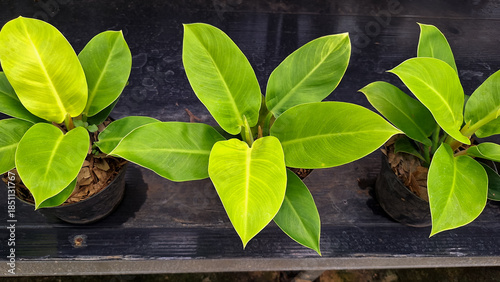 Φωτογραφία Three Philodendron Moonlight plants, known for its vibrant, lime green to yellowish leaves that resemble moonlight in black pots against a dark background
