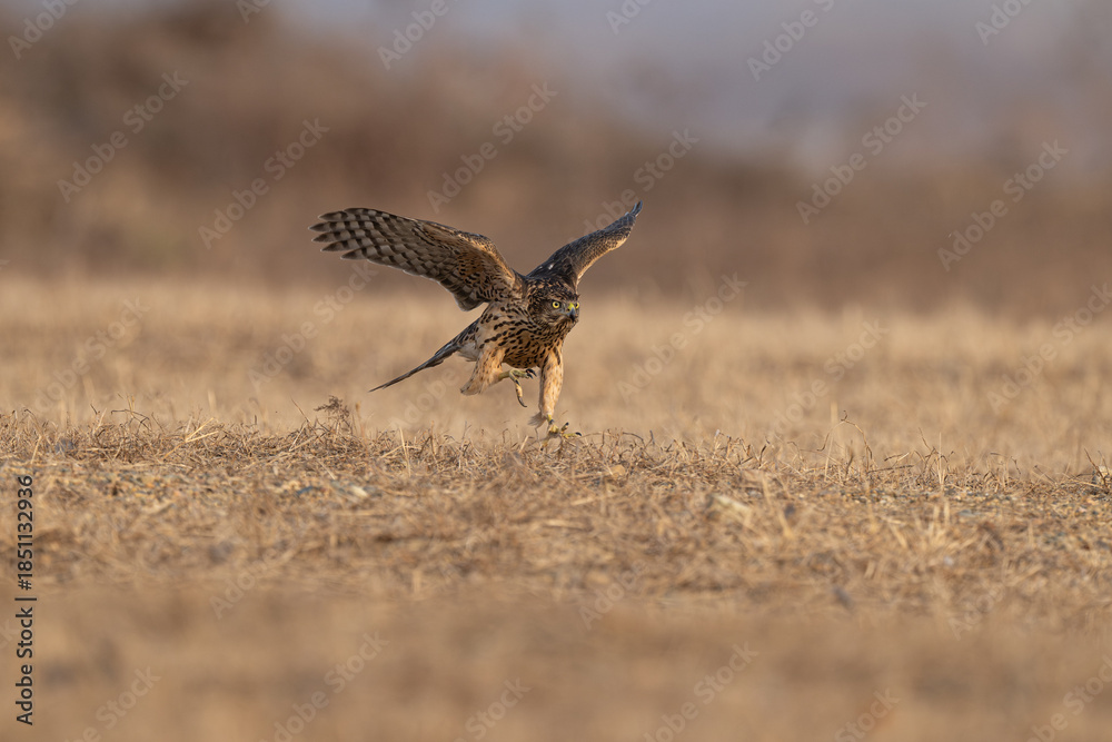 Fototapeta premium red tailed hawk in flight
