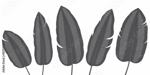 Feathers in minimalist illustration style with dark gray tone on white background for graphic design