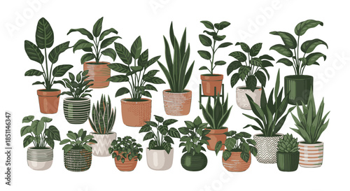 A vibrant collection of various potted green houseplants in different styles of terracotta and ceramic pots, arranged on a white background, showcasing a diverse indoor garden.