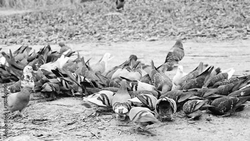 Gray urban common pigeon in a crowd of eating birds in the street close-up
