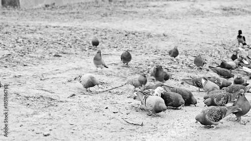 Gray urban common pigeon in a crowd of eating birds in the street close-up