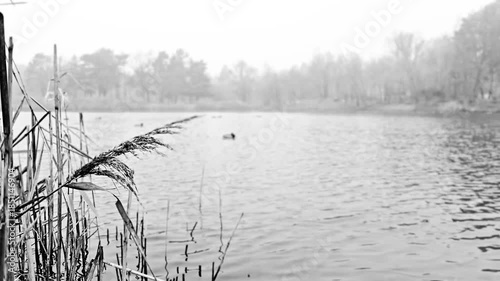 The fog envelops the waterside woods, reed at the lake edge blown by smooth breeze.