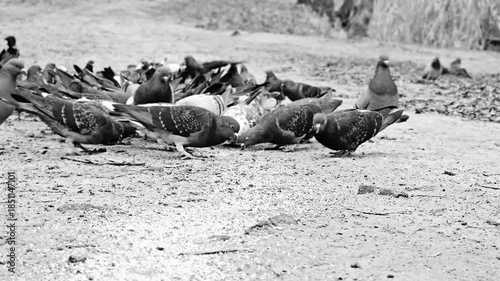 Gray urban common pigeon in a crowd of eating birds in the street close-up