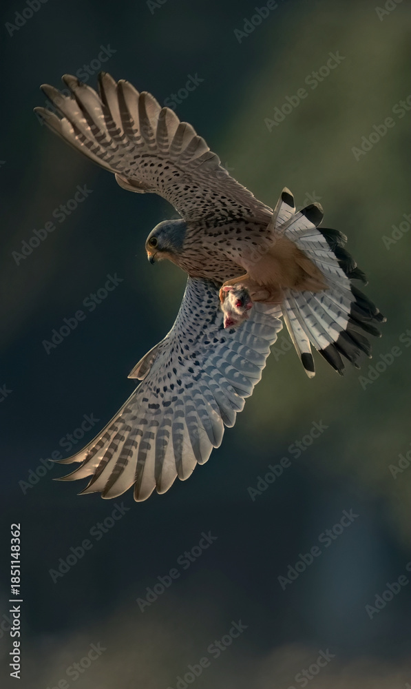 Fototapeta premium red kite in flight