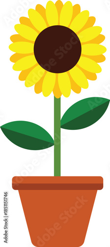 Sunflower in a terracotta pot