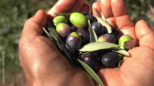 Up-close look at a farmer's hands cradling a mix of freshly picked green and black olives, complete with leaves
