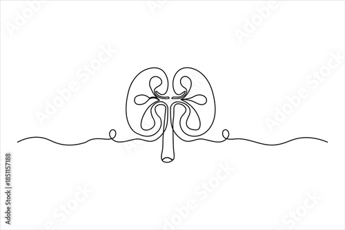 Simple outline of the kidneys for medical education