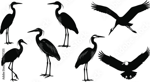 Elegant bird silhouettes featuring herons and flying eagles in detailed vector illustration, showcasing wildlife posture, graceful movement, natural beauty, and artistic design elements
