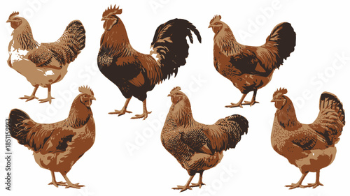 Flock of chickens in various poses and plumage on white background for agricultural illustration