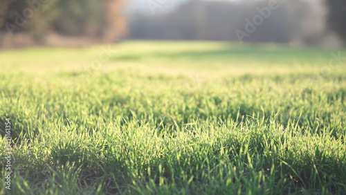 Konstfotografi A field of grass is shown in a blurry, hazy, and somewhat moody atmosphere