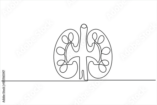 Minimalist renal organ profile continuous line drawing