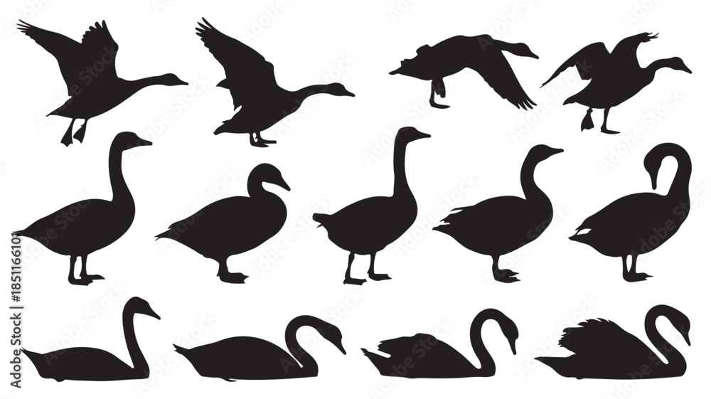 Fototapeta premium Silhouette of geese in various poses and flying patterns in black on white background for wildlife illustration