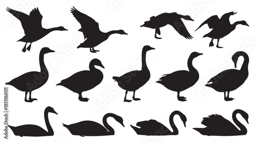 Silhouette of geese in various poses and flying patterns in black on white background for wildlife illustration