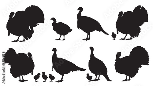 Turkeys and Chicks Silhouettes in Various Poses in Black on White Background for Wildlife Illustration