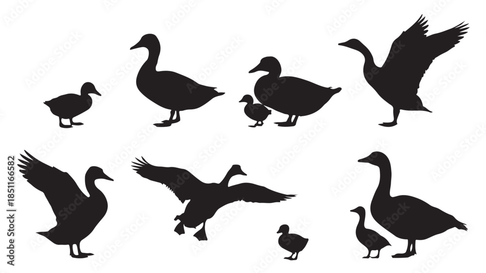 Fototapeta premium Duck Silhouettes in Various Poses and Actions in Black on White Background for Wildlife Illustration