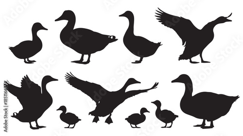 Duck Silhouettes in Various Poses and Actions in Black on White Background for Wildlife Illustration