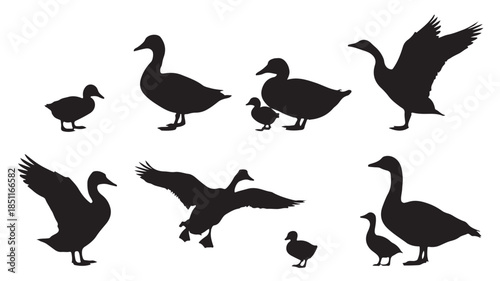 Duck Silhouettes in Various Poses and Actions in Black on White Background for Wildlife Illustration