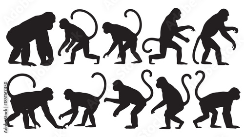 Monkey Evolution Silhouettes in Minimalist Black Style on White Background for Scientific Illustration
