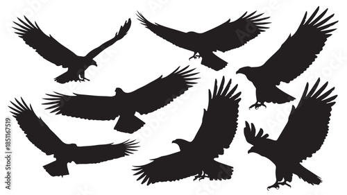 Flying eagles silhouette in dramatic pose with black color on white background for wildlife illustration