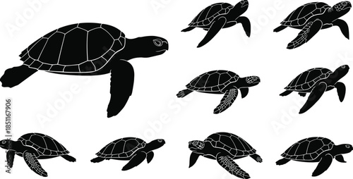 Set of swimming sea turtle silhouette vector illustrations showing elegant underwater movement, marine wildlife behavior, detailed shell patterns, 