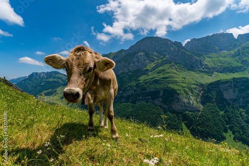 Curious cow gazing at breathtaking alpine meadows under bright Swiss mountain skies