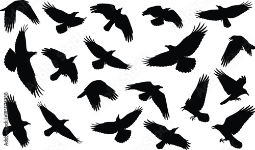 Silhouettes of flying crows in various poses, black bird shapes in flight, isolated vector illustration for wildlife design, 