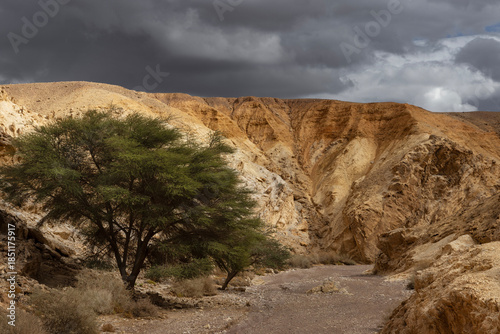 Dry river bed with trees. The road to the Red Canyon. Mountain landscape of the desert