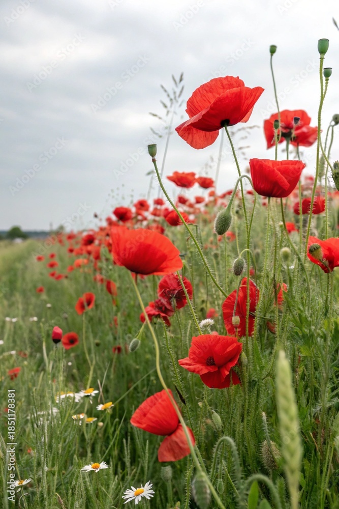 Obraz premium Red poppies field blooming in spring. Closeup view