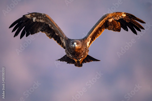 osprey in flight