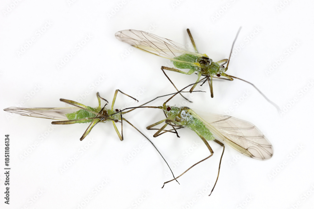 Φωτογραφία Elatobium abietinum, commonly known as the green spruce aphid or spruce aphid is a species of aphid in the subfamily Aphidinae that feeds on spruce (Picea spp