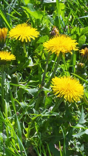 Yellow Dandelion Flowers Blooming in Green Meadow Nature, Vertical Timelapse