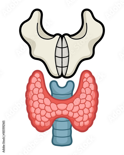Illustrated Anatomy of Pelvis and Kidneys Medical Diagram