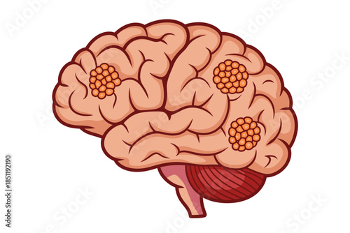 Illustrated Human Brain with Neural Clusters Medical Diagram