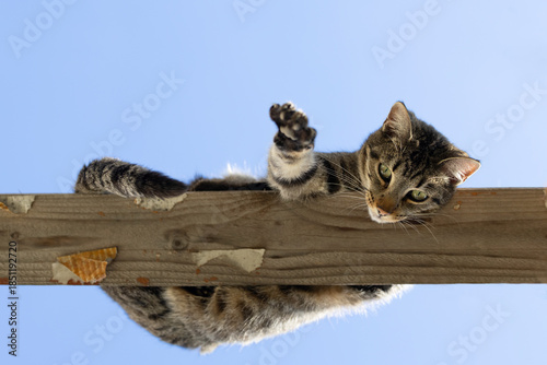 Playful Tabby Cat Reaching Out with Paw towards Camera from Above.