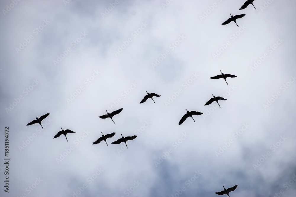 Fototapeta premium Dark Birds Flying in V Shape against Light Cloudy Sky