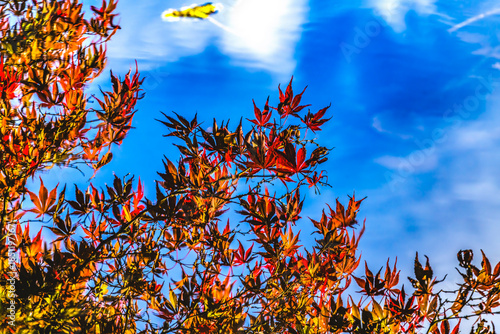 Red Maple Leaves Blue Water Reflection Van Dusen Garden Vancouver Canada