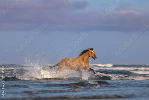 фотографія See Sea Horses do Exist