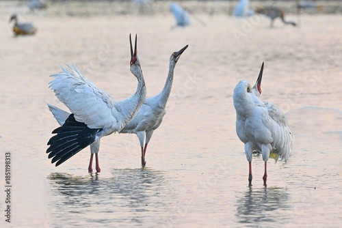 Quadro em tela great blue heron ardea cinerea