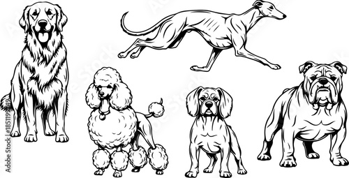 Fluffy Dog Illustration Collection