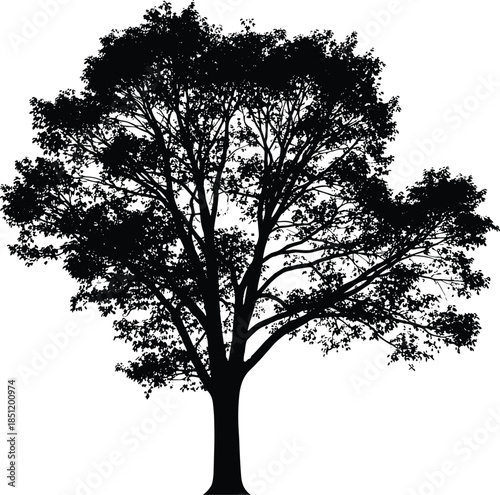 Tree silhouette isolated on white, detailed leafy branches, natural forest element, black nature shape, botanical design, minimal vector illustration